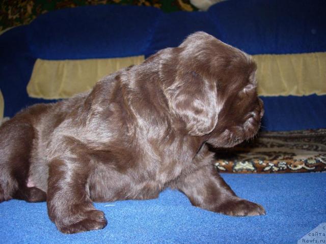 Фото: ньюфаундленд Zvezdnaya Toskana Lesnaya Raskrasavica (Звездная Тоскана Лесная Раскрасавица)