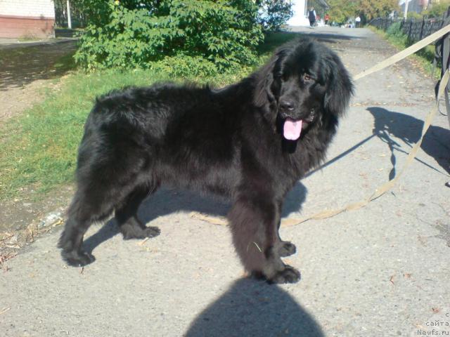 Фото: ньюфаундленд Koldovskaya Lyubov' (Колдовская Любовь)