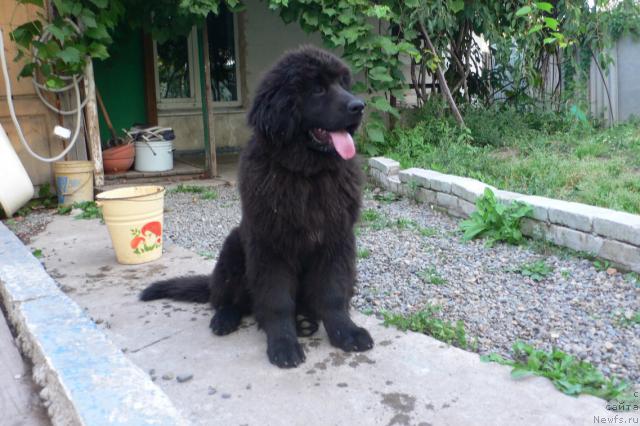 Фото: ньюфаундленд Serafima Skazochnaya Feya (Серафима Сказочная Фея)