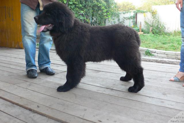 Фото: ньюфаундленд Serafima Skazochnaya Feya (Серафима Сказочная Фея)