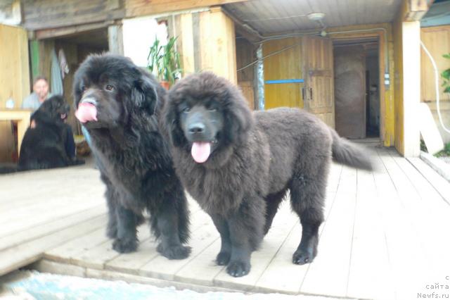 Фото: ньюфаундленд Super Premium Ameliya YEkshen (Супер Премиум Амелия Экшен), ньюфаундленд Serafima Skazochnaya Feya (Серафима Сказочная Фея)