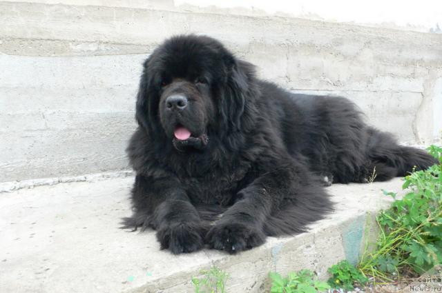 Фото: ньюфаундленд Super Premium Ameliya YEkshen (Супер Премиум Амелия Экшен)