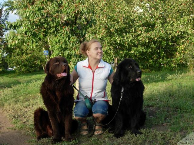 Фото: ньюфаундленд Konfuciy (Конфуций), Diana Larina (Диана Ларина), ньюфаундленд Lesnaya Skazka Raskrasavica (Лесная Сказка Раскрасавица)