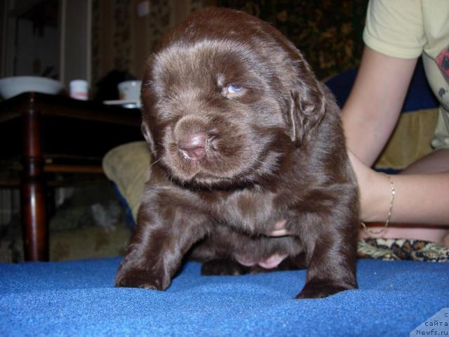 Фото: ньюфаундленд Zvezdnaya Toskana Lesnaya Raskrasavica (Звездная Тоскана Лесная Раскрасавица)
