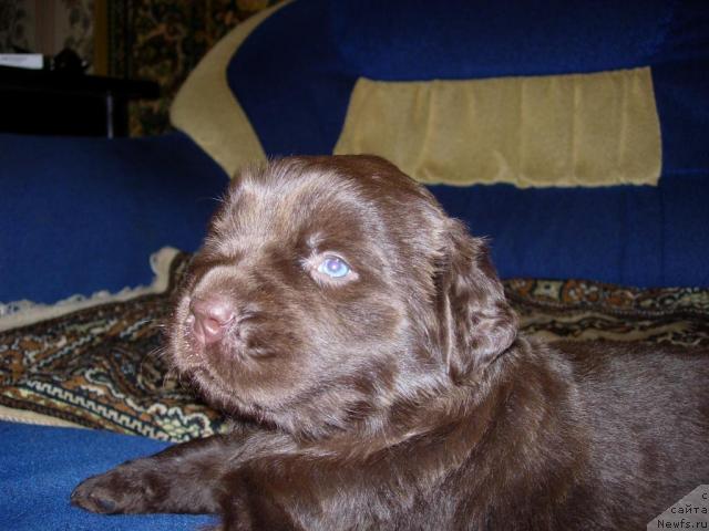 Фото: ньюфаундленд Zvezdnaya Toskana Lesnaya Raskrasavica (Звездная Тоскана Лесная Раскрасавица)