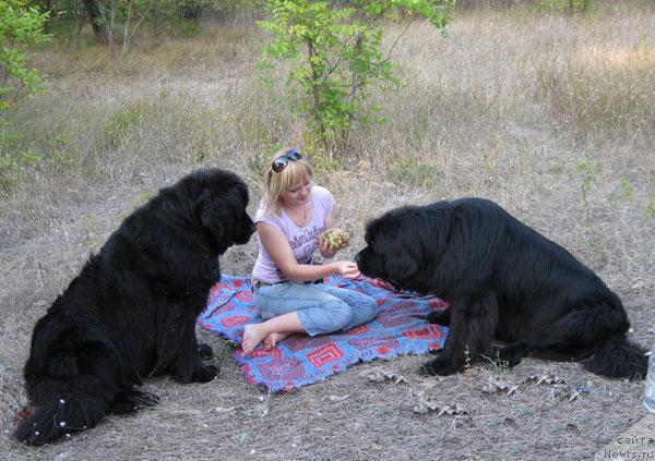 Фото: ньюфаундленд Brenda Kara Deniz (Бренда Кара Дениз), ньюфаундленд Vlas (Влас), Ol'ga Pankova (Ольга Панкова)