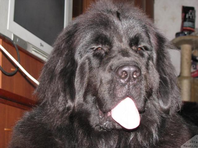 Фото: ньюфаундленд Graciya Nochi (Грация Ночи)