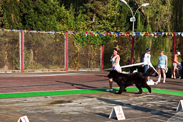 Фото: ньюфаундленд Potap Fidel' (Потап Фидель)