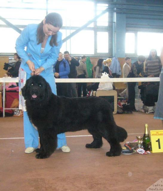 Фото: ньюфаундленд Super Bizon Antaliya (Супер Бизон Анталия)