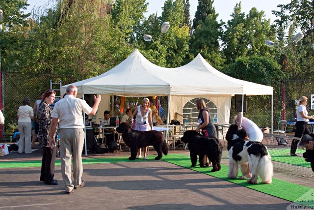 Фото: ньюфаундленд Potap Fidel' (Потап Фидель), Джеймс и Айсберг