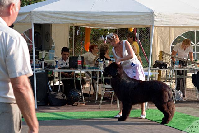 Фото: ньюфаундленд Potap Fidel' (Потап Фидель)