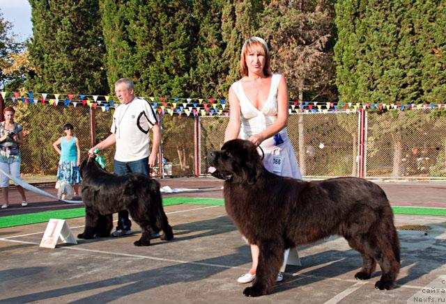 Фото: ньюфаундленд Potap Fidel' (Потап Фидель), Закадычный друг с Берега Дона