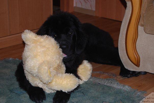 Фото: ньюфаундленд Formula Lyubvi ot Sibirskogo Medvedya (Формула Любви от Сибирского Медведя)