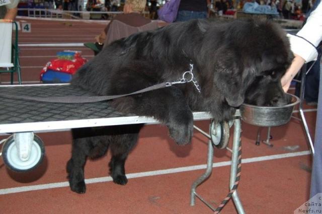 Фото: ньюфаундленд Perfect Jewel Nuo Ozo Kalvu