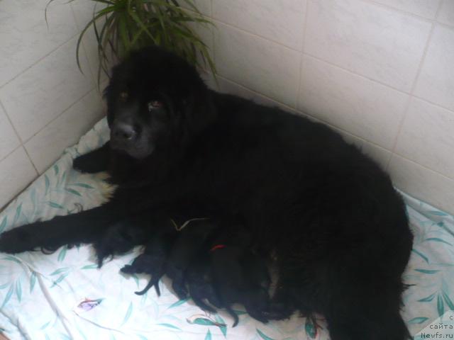 Фото: ньюфаундленд Undina Bell-Ail ot Tsatsyby (Ундина Белл-Айл от Цацибы)