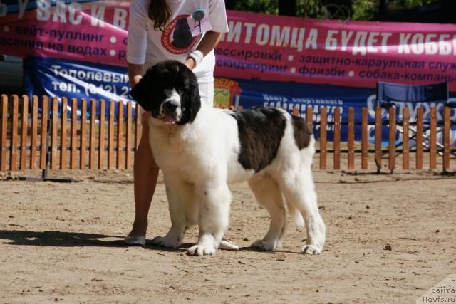 Фото: ньюфаундленд Lord Luxemburg Ayular iz Tihogo Omuta (Лорд Люксембург Аюлар из Тихого Омута), Katerinka Klassen (Катеринка Классен)