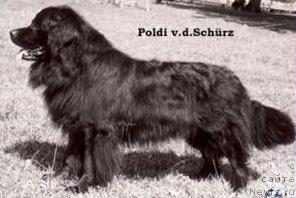 Фото: ньюфаундленд Poldi von der Schurz