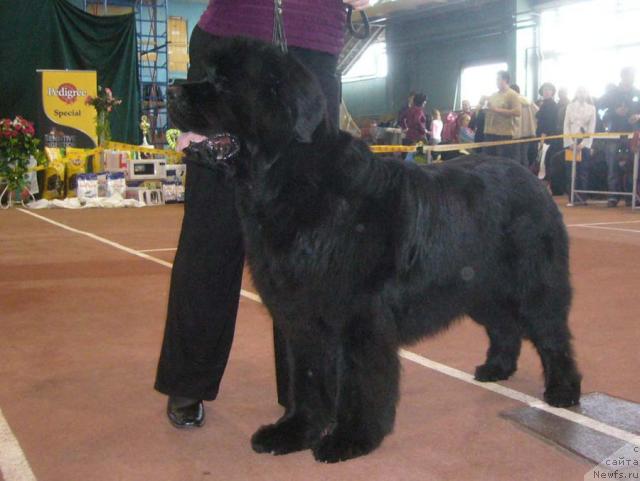 Фото: ньюфаундленд Chernomor  iz Medvejyego Yara (Черномор из Медвежьего Яра)