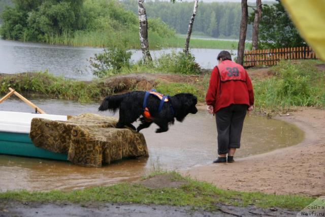 Фото: Vera Gniteeva (Вера Гнитеева), ньюфаундленд Veneciya iz Carstva Medvedey v Obush SHed (Венеция из Царства Медведей в Обуш Шед)