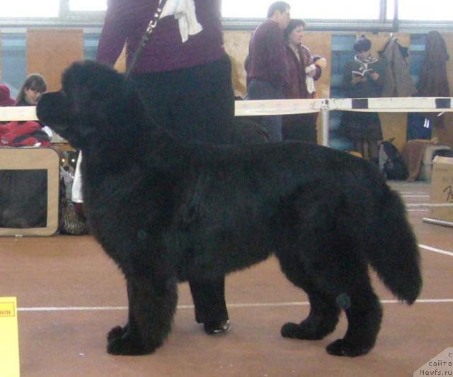 Фото: ньюфаундленд Chernomor  iz Medvejyego Yara (Черномор из Медвежьего Яра)