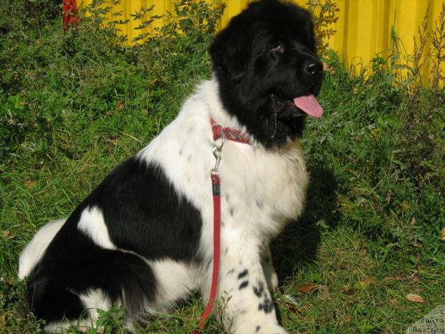 Фотография № 32012