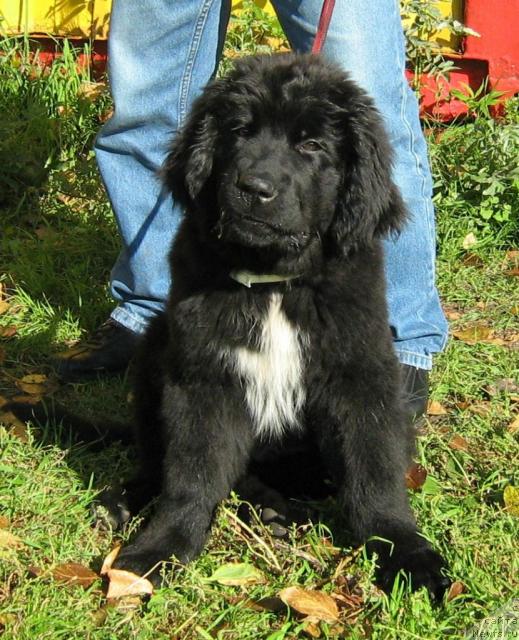 Фото: ньюфаундленд Piternyuf Pepsi Cola (Питерньюф Пепси Кола)