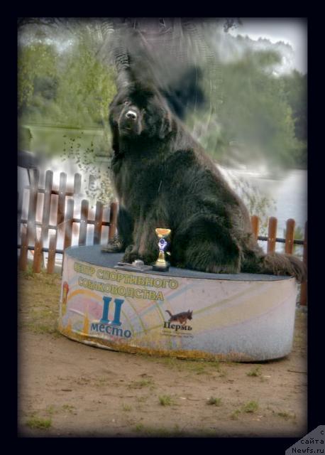 Фото: ньюфаундленд O Black Diamond Little Bear (О Блек Диамонд Литтл Беар)