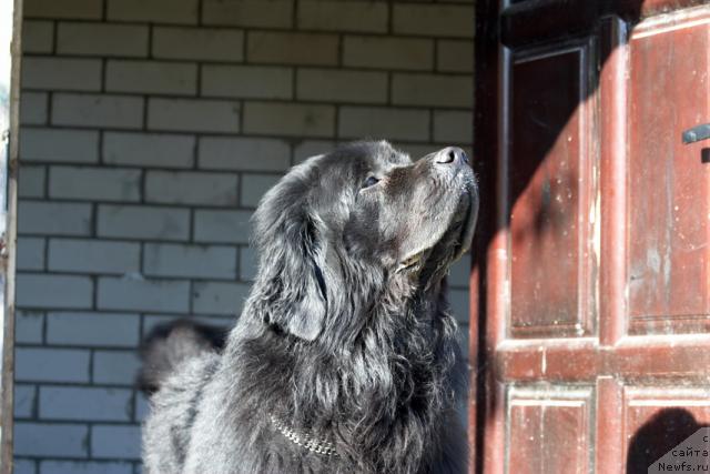 Фото: ньюфаундленд Airam Payv Black (Айрам Пэйв Блэк)