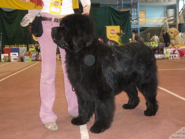 Фото: ньюфаундленд Rudol'f Grant Person Angliyskiy Lord (Рудольф Грант Персон Английский Лорд)