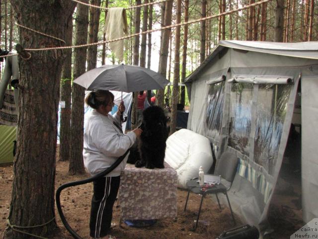 Фото: Marina Turapina (Марина Турапина), ньюфаундленд Rokot Volny Varga Kara Ayular (Рокот Волны Варга Кара Аюлар)