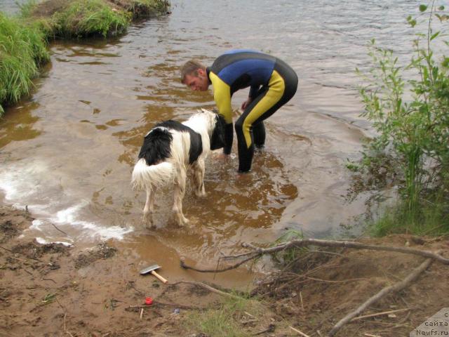 Фото: ньюфаундленд Lord Luxemburg Ayular iz Tihogo Omuta (Лорд Люксембург Аюлар из Тихого Омута), саша Файзуллин