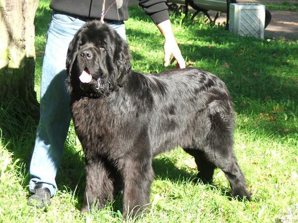 Фото: ньюфаундленд Plushevaya Panda King of Helluland (Плюшевая Панда Кинг Оф Хеллуланд)