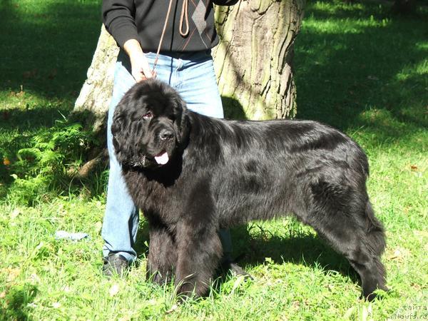 Фото: ньюфаундленд Plushevaya Panda King of Helluland (Плюшевая Панда Кинг Оф Хеллуланд)