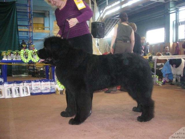 Фото: ньюфаундленд Nijumast Samson (Ньюмаст Самсон)
