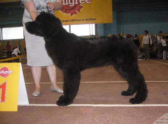 Фото: ньюфаундленд Akvatoriya Kelvin Impressario (Акватория Келвин Импрессарио)