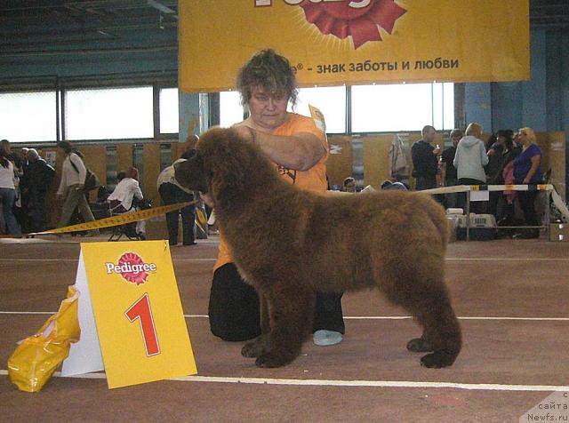 Фото: ньюфаундленд Adel' SHokoladnaya Ledi (Адель Шоколадная Леди), Irina Panyushkina (Ирина Панюшкина)