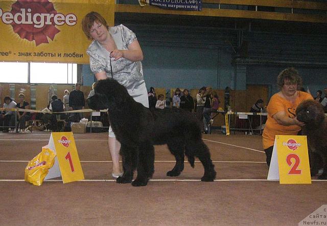 Фото: ньюфаундленд Akvatoriya Kelvin Impressario (Акватория Келвин Импрессарио)