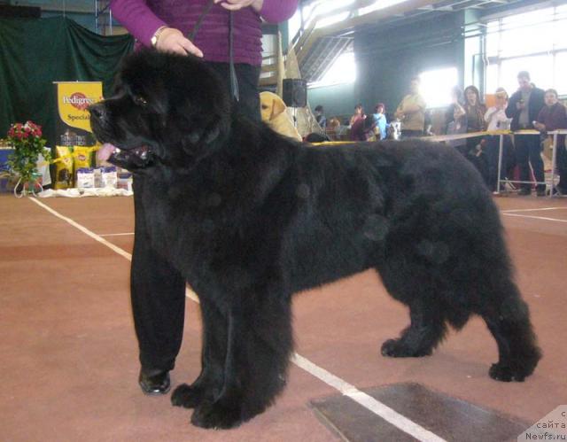 Фото: ньюфаундленд Nijumast Samson (Ньюмаст Самсон)