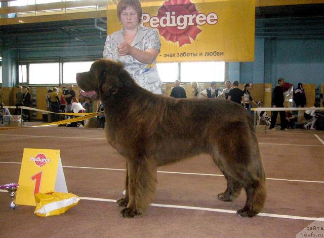 Фото: ньюфаундленд Aetna vom Riesrand (Aetna vom Riesrand), Tat'yana Abutova (Татьяна Абутова)