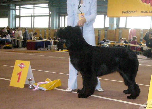 Фото: ньюфаундленд Francheska From The Newf's Hause (Франческа Фром зе Ньюфс Хаус)