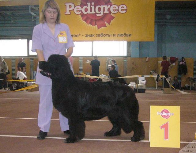 Фото: ньюфаундленд Super Bizon Antaliya (Супер Бизон Анталия), Nataliya Snigireva (Наталия Снигирева)