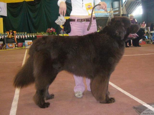 Фото: ньюфаундленд Oscar Chocoladny Mishka (Оскар Шоколадный Мишка)