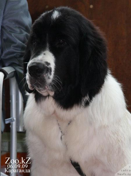 Фото: ньюфаундленд Lord Luxemburg Ayular iz Tihogo Omuta (Лорд Люксембург Аюлар из Тихого Омута)