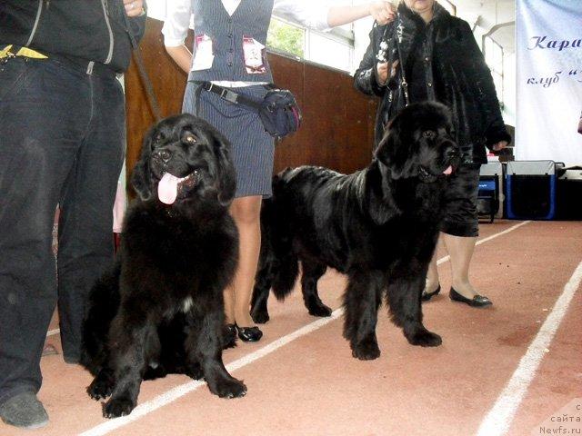Фото: ньюфаундленд Londonskiy Dendi (Лондонский Денди), ньюфаундленд Rokot Volny Varga Kara Ayular (Рокот Волны Варга Кара Аюлар)