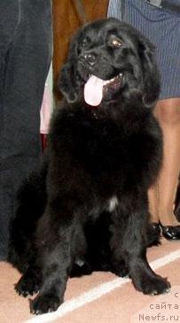 Фото: ньюфаундленд Londonskiy Dendi (Лондонский Денди)