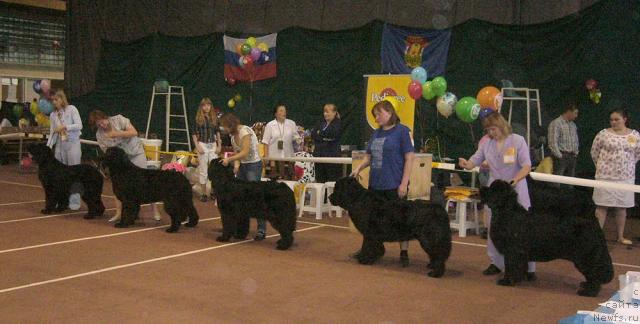Фото: ньюфаундленд Francheska From The Newf's Hause (Франческа Фром зе Ньюфс Хаус), ньюфаундленд Akvatoriya Kelvin Zaskiya (Акватория Келвин Заския), ньюфаундленд Feliciya (Фелиция), ньюфаундленд Mag Ispolin Ejevika (Маг Исполин Ежевика), ньюфаундленд Super Bizon Antaliya (Супер Бизон Анталия)