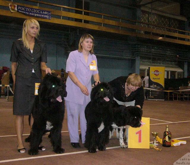 Фото: ньюфаундленд Super Bizon Armani (Супер Бизон Армани), ньюфаундленд Super Bizon Antaliya (Супер Бизон Анталия), ньюфаундленд Super Bizon Gera (Супер Бизон Гера)