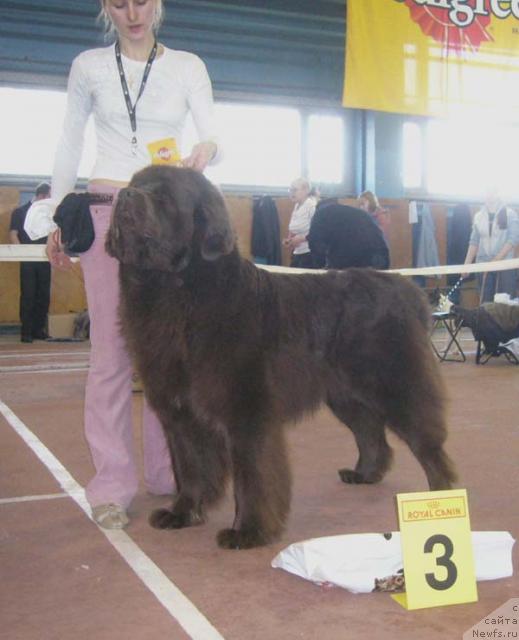 Фото: ньюфаундленд Oscar Chocoladny Mishka (Оскар Шоколадный Мишка)
