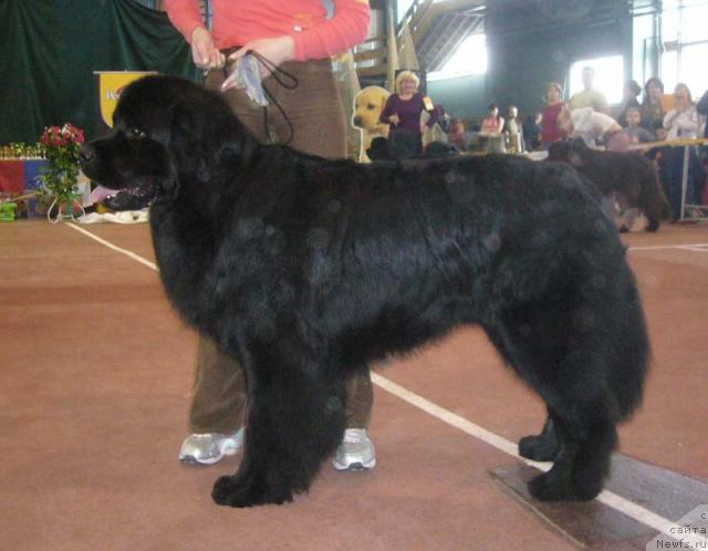 Фото: ньюфаундленд Mag Ispolin Jguchiy Bryunet (Маг Исполин Жгучий Брюнет)