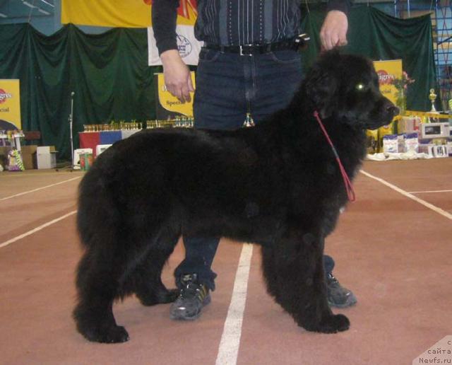 Фото: ньюфаундленд SHaganyetta (Шаганэтта)